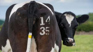  Cows have necessarily complex guts (Credit: Wayne Hutchinson/Alamy) 